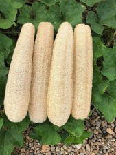 Natural Loofah Sponge 4 Pack, Exfoliating Body Scrubber for Shower