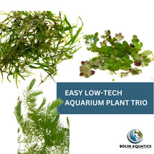Easy Low-Tech Plant Trio: Guppy Grass, Hornwort Giant Duckweed Beginner Plants