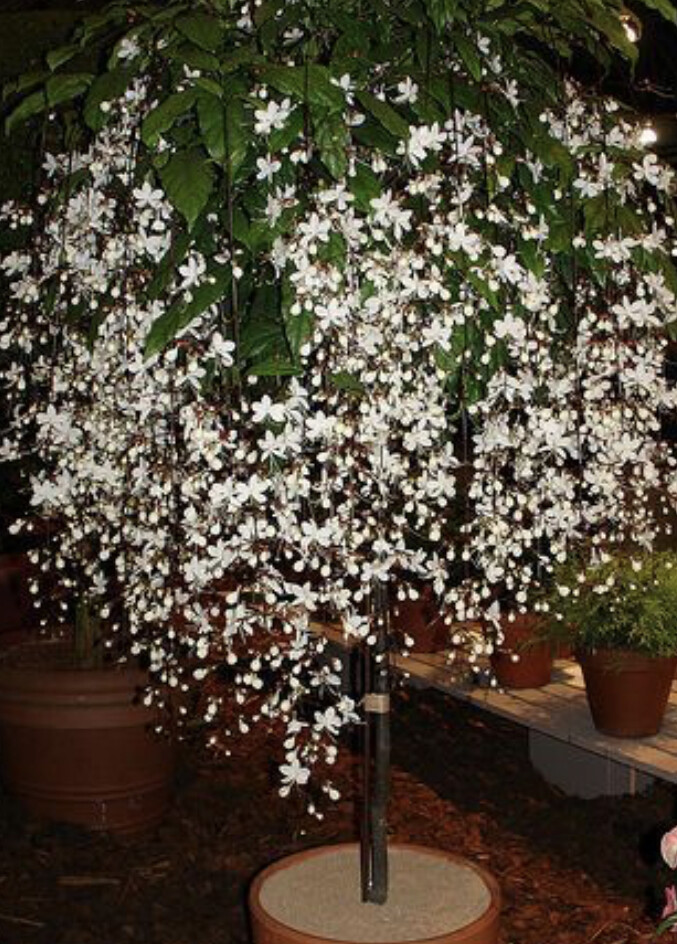 Buy Clerodendrum Wallichii**Bridal Veil**SMALL STARTER PLANT