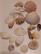 Sea Shell Lot of 18 Different Pieces Beach Decor Nautical Ocean
