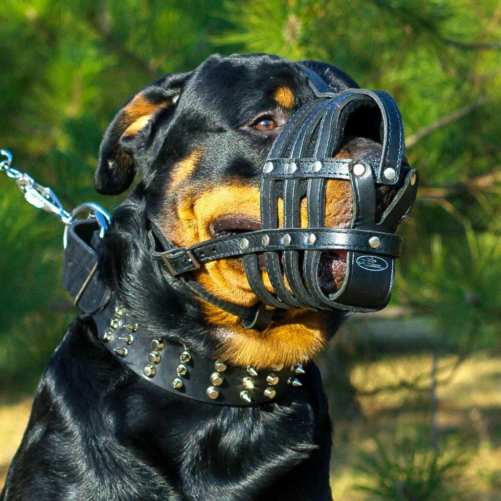 Dog muzzle for shop staffordshire bull terrier