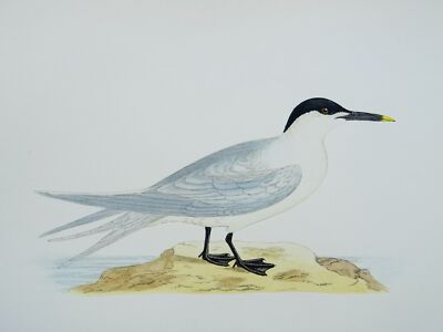 c1870 Antique Print THE SANDWICH TERN History of British Birds by F.O. Morris
