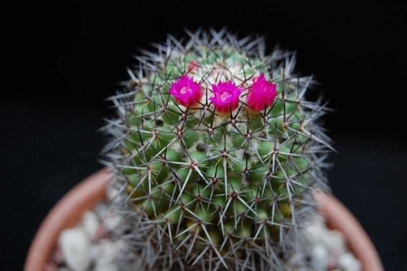 MAMMILLARIA (Mammillaria kewensis) 10 seeds