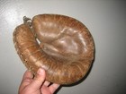 early 1900s catchers mitt glove baseball — photo 1