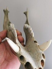 309.Wolf's jawbone. Beaver's tooth.