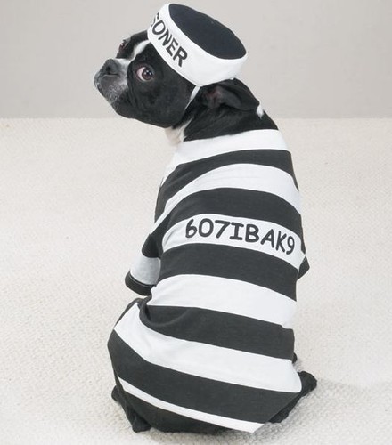 Casual K9 Prison Pooch Prisoner Dog Halloween Costume Pet Outfit Stripes - 第 2/2 張圖片