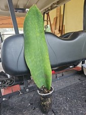 XXL Sansevieria Masoniana Whale Fin Snake Plant 23" in rooted 6,5" Wide 3 pups