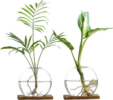 Glass Planter Propagation Station with Wooden Base - Clear Oblate Hydroponic Vas