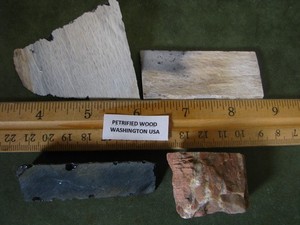 4PCS PETRIFIED WOOD WASHINGTON STATE USA #298