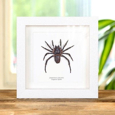 ゆり　内容の確認をお願いします。　1/f Spider Trapdoor Spider Taxidermy in Box Frame (Liphistius jarujini) | eBay