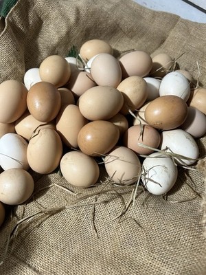  30 Chicken Hatching Eggs, Live Chickens, Wood Coop, Wire Mesh and Wood Fencing 