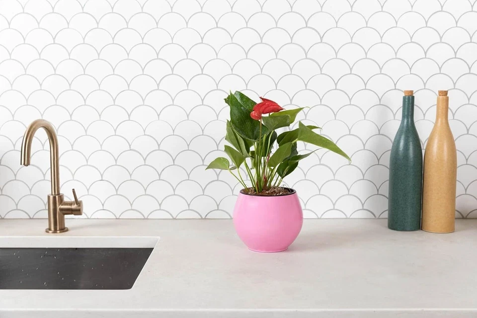 Maceta de riego automático de 6 pulgadas plantas de interior violetas africanas suculentas núcleo acuático Foto 4 de 4