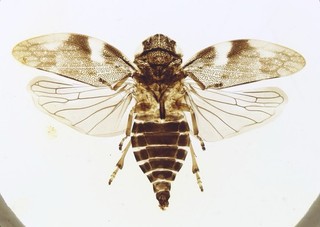 Antique Microscope Slide of a Cuckoo Spit Fly. Very Fine