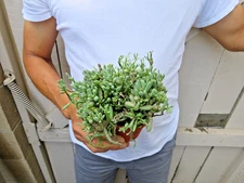 Tylecodon schaeferianus Succulent