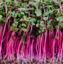 Sprouting TRITON PURPLE RADISH Heirloom Cool Season Non-GMO 250 Seeds!