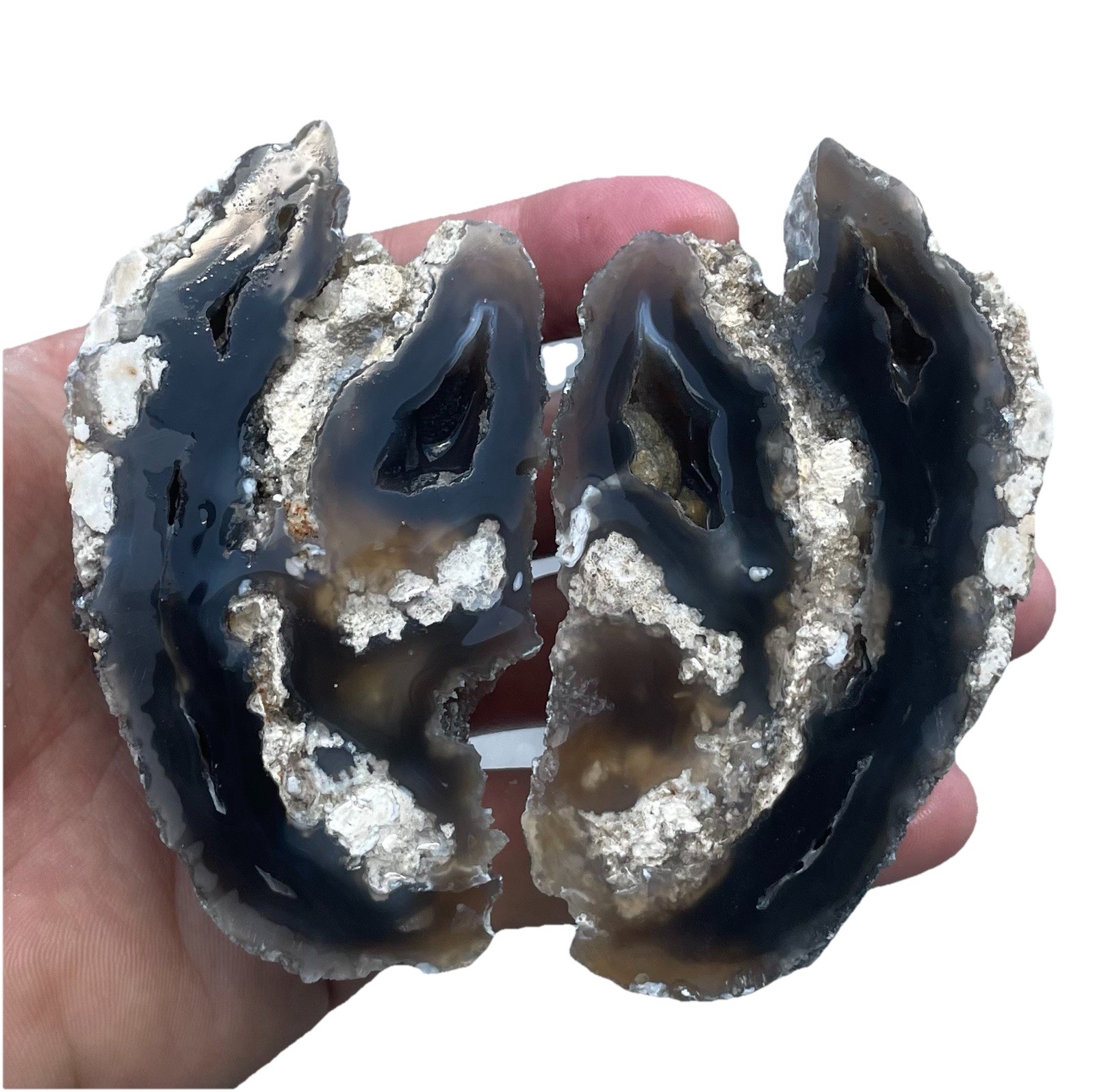 Agatized Corral Geode Tampa Bay Florida 2 Piece Geode Split