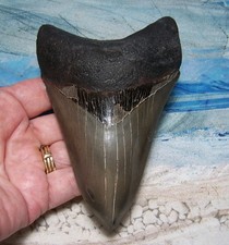 MEGALODON Shark Tooth 4 15/16