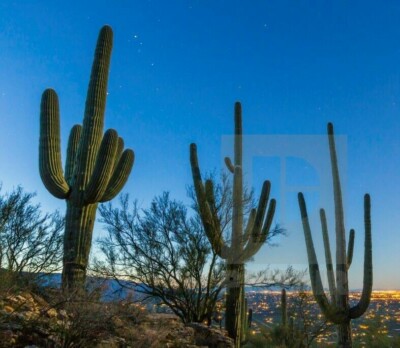 100 Samen Saguaro Kaktus  Carnegiea Gigantea  Riesenkaktus Fr Warmes  Klima  Samen Aus Spanien