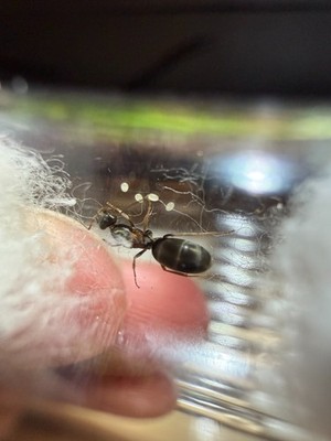 Queen Ant - Dorymyrmex Sp. (Undescribed) W/eggs - (Feeder insect)