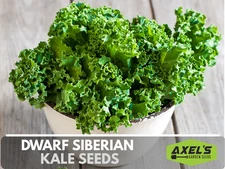 Dwarf Siberian Kale Heirloom Non-GMO Seeds