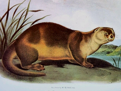John Audubon Wildlife Canada Otter Vintage Book Plate Print 161