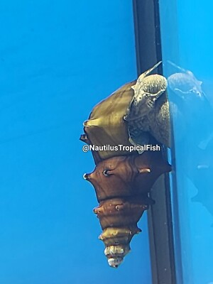 #ad Pagoda Snails Live for Aquarium B pagodula 2 day UPS We combine shipping $71.99