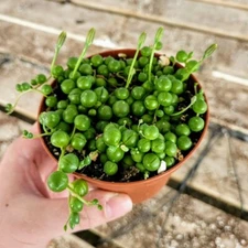 String of Pearls Senecio rowleyanus Succulent Plant in 4" pot