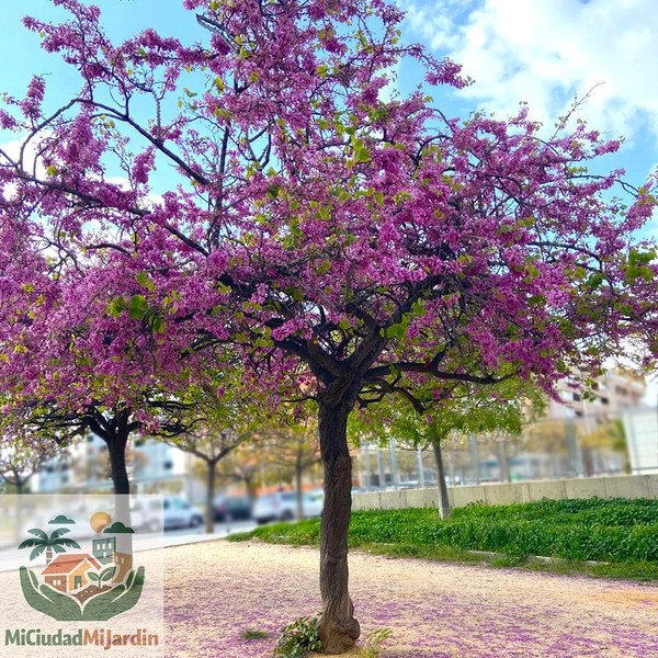 30 Semillas Cercis siliquastrum • Árbol del Amor • Flor Rosa Ornamental Jardín +