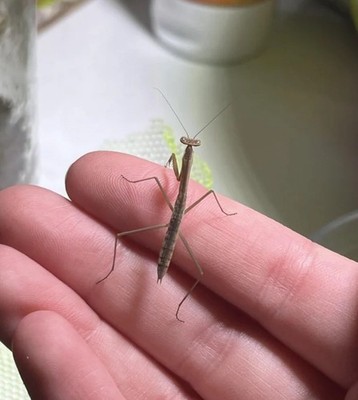 Chinese Praying Mantis L5 Stage Nymphs | Baby Praying Mantis