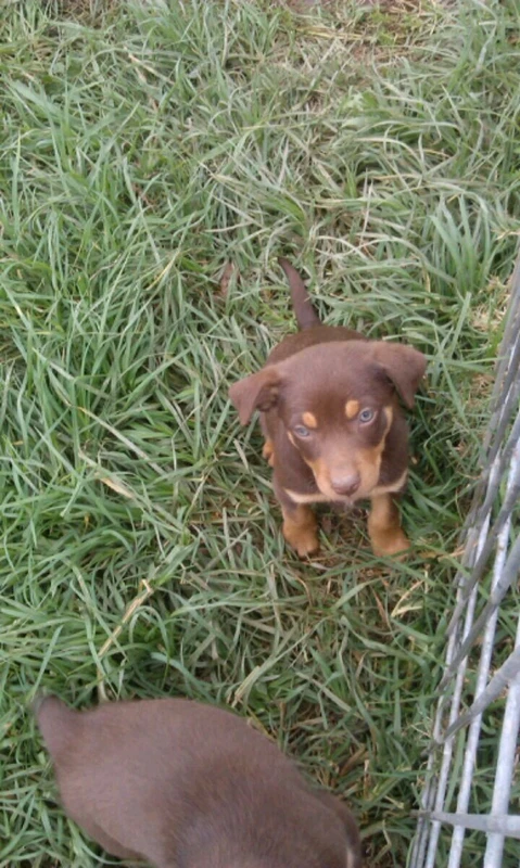 australian shepherd puppies for sale gumtree