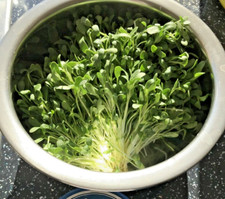 Fenugreek Seeds/ Methi Seeds Premium Quality Seeds. Grow your own
