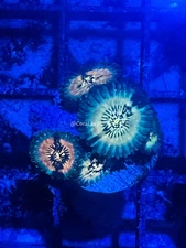 CE- WYSIWYG Hawaiian Ding Dang Zoa Zoanthid Frag Live Coral LPS SPS #R1GH2