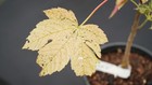 Acer pseudoplatanus 'Esk Sunset' Rare Variegated Eskimo Sunset Maple 1 gallon — photo 2
