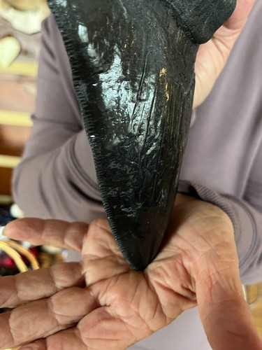 MASSIVE Megalodon tooth replica 9&1/4" CONVERSATION PIECE BLACK - Picture 7 of 9