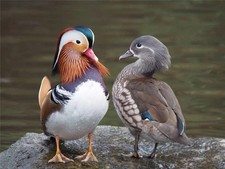 PAR DE PATOS MANDARINES Lindos Patitos Lago Vida Silvestre Naturaleza Póster Foto 16x24