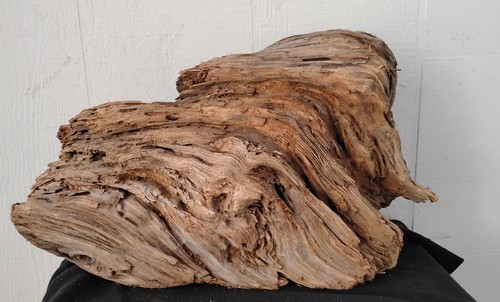 Large Driftwood Pine Knot Wood Working Craft Or Decor Piece