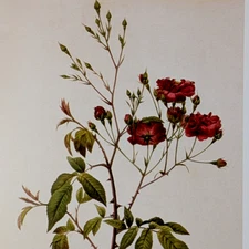 P J Redouté BOURSAULT ROSES Botanical Flower Art Book Plate Illustration 195