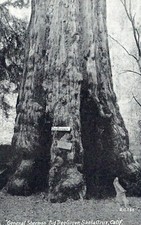 General Sherman Big Tree Grove Santa Cruz CA Vintage Divided Back Post Card