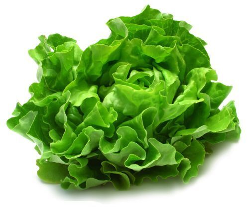1000 Lettuce Seeds Romaine Lettuce Organic - Picture 6 of 6