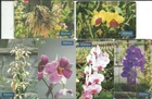 BRAZIL 1999 ORCHIDS PHONECARDS set if 6 Phone cards TELEFONICA