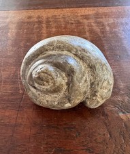 Seltene große 1597gr versteinerte Schnecke 14 cm Fossil Pleurotomaria sp. Europa