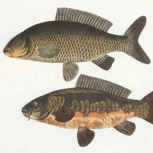 Uttermost 32448 The Catch 20.5 X 18.25 inch Framed Fish Prints, Set of 2 - Picture 4 of 6