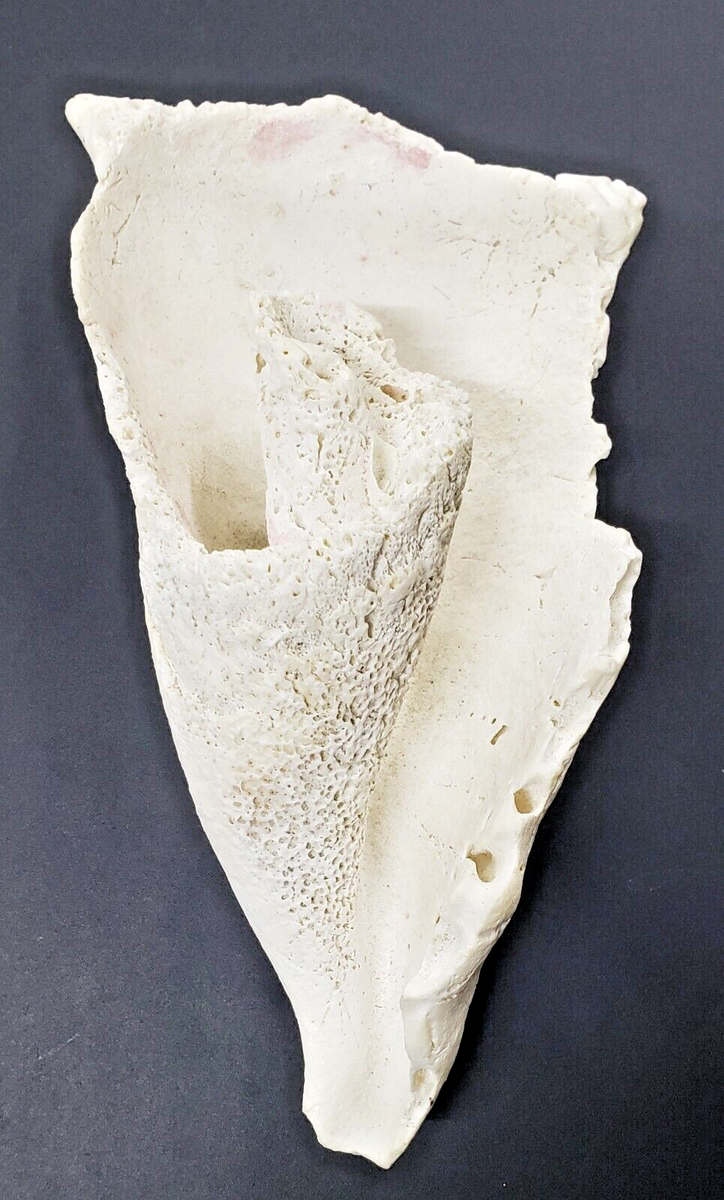 Original 7x4 inch Sea Shell White Looks like Stone. Decoration