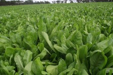 BROAD LEAF CHICORY 500 SEEDS NON-GMO FRESH FOR GARDENS