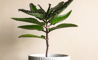 Kalanchoë de Houghtonii lot de 5 jeunes plants racinés 5cm /8cm prêt à planter👌 - Photo 1/4