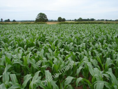 Photo 6x4 Tiptoe through the corn field Myddle Yes, this is the public fo c2010