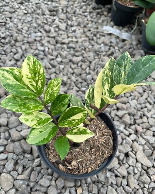 Zamioculcas Zamiifolia Variegated / ZZ plant + Free Phytos. #wholesale |  eBay