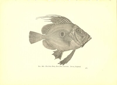 Rare 1900 Antique Fish Print ~ The John Dory