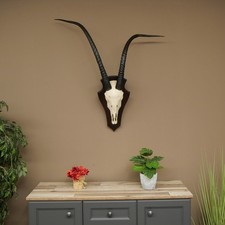 Oryx (Oryx gazella) HL 88cm Horn lose Antilope Spie&szlig;bock Afrika Sch&auml;del 88.3.112