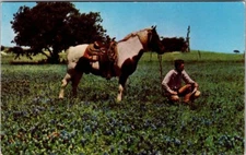 Postcard Cowboy in a Blue Bonnet Field Chrome